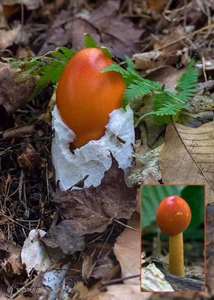 Loại nấm này có hình dạng khá giống một quả trứng. Khi mới mọc, nấm có dạng tròn, bên ngoài được bao bọc bởi lớp màng trắng, bên trong có màu vàng hoặc cam giống lòng đỏ trứng gà. Ảnh: Dân Việt