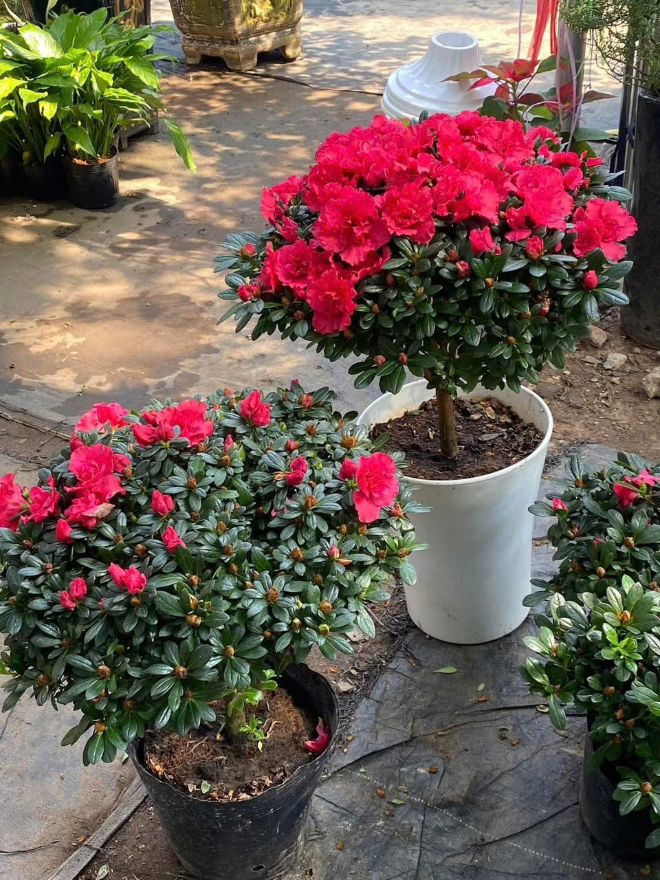 Trưng một chậu đỗ quyên đỏ trong nhà ngày Tết không chỉ làm đẹp không gian mà còn gửi gắm mong ước về một năm mới yên vui, thuận hòa. Ảnh: Vuakiengsaigon