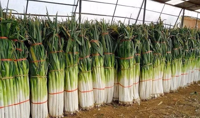 Hành lá Chương Khâu rất cao, dài, giòn và ngọt. Ảnh: Sohu