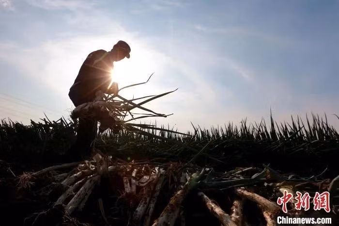 Những năm gần đây, hành lá Chương Khâu liên tiếp giành nhiều danh hiệu, bao gồm "Sản phẩm nông nghiệp có thương hiệu nổi tiếng Trung Quốc", "Thương hiệu nổi tiếng Trung Quốc", "Giải đề cử hạng mục Giải thưởng chất lượng của Tỉnh trưởng tỉnh Sơn Đông"...Ảnh: Chinanews