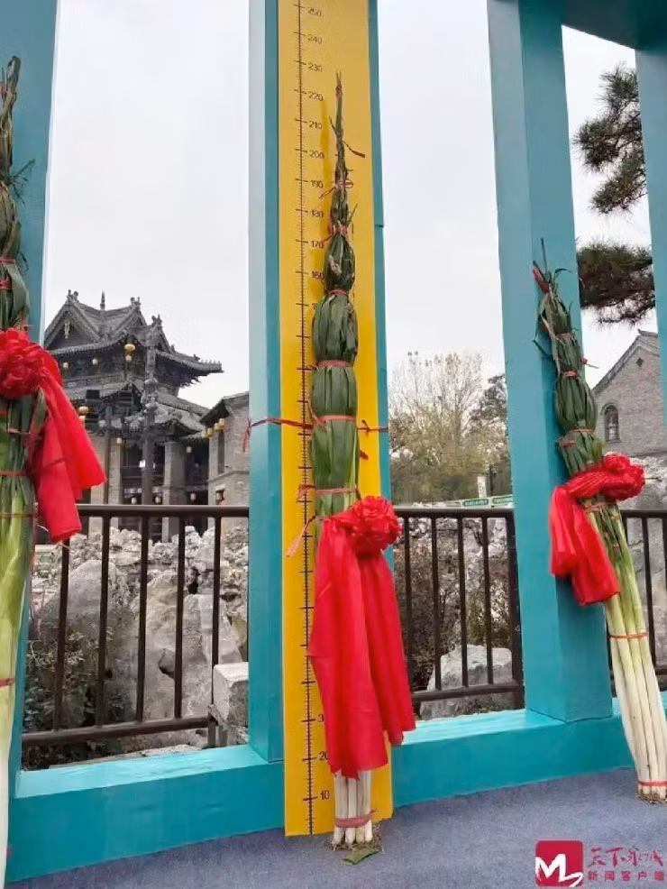 Cây hành lá được bó thành từng đốt, cột thêm nơ đỏ lớn để tăng tính trang trọng khi tham dự cuộc thi. Ảnh: Tianxia Quancheng