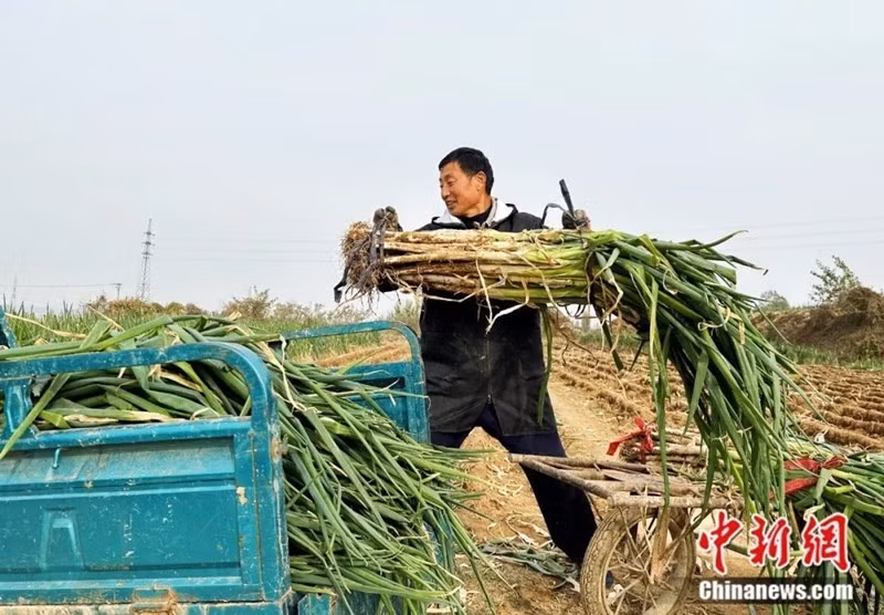 Hành lá Chương Khâu là sản phẩm nông nghiệp quốc gia tiêu biểu ở Trung Quốc, với lịch sử trồng trọt hơn 2.700 năm. Ảnh: Chinanews
