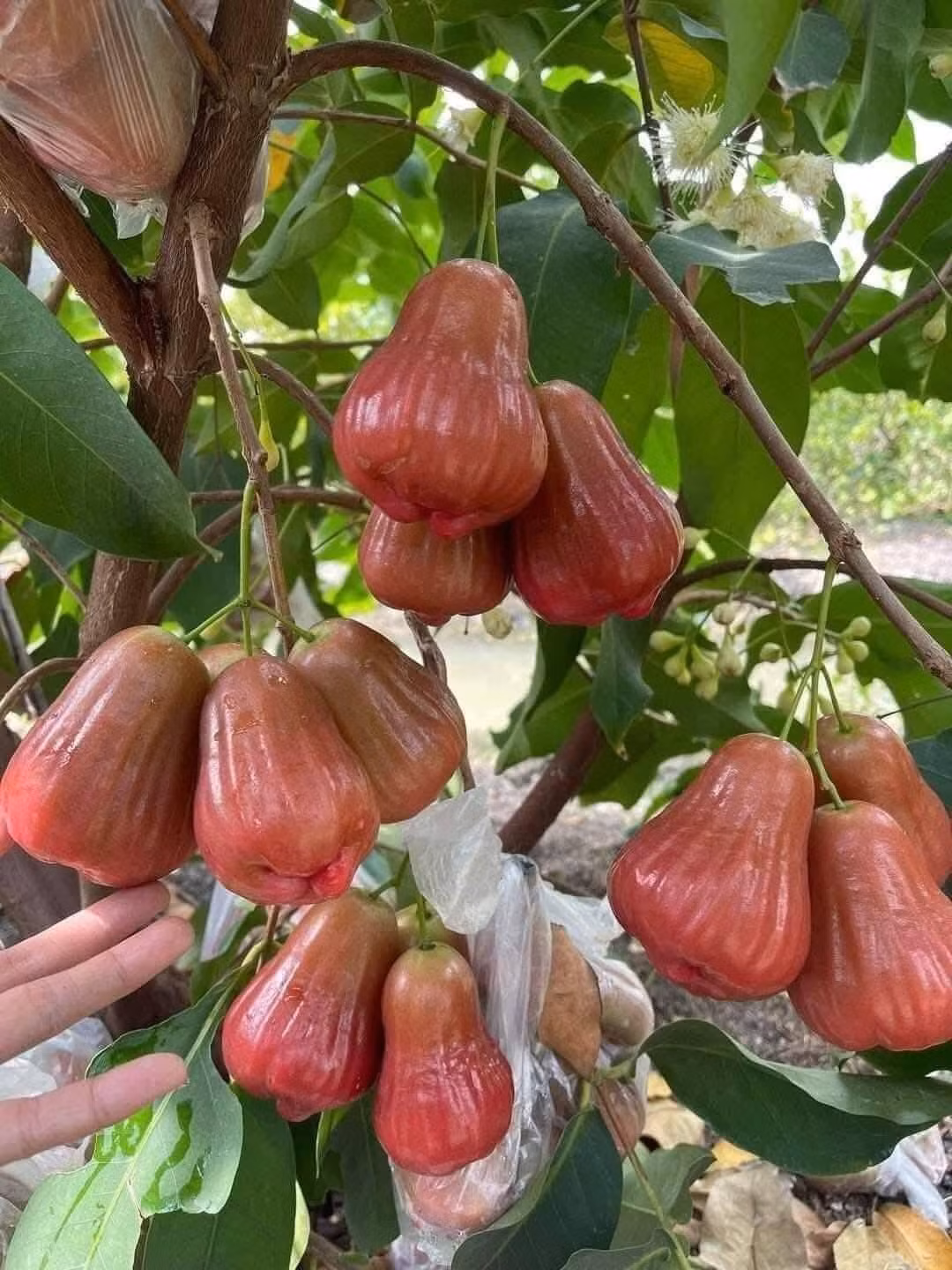 Tuy nhiên, mận hồng MST cao cấp ít được bày bán tại chợ vì trái to, cứng, dễ dập khi va chạm hoặc gặp nắng nóng. Ảnh: FB Thanh Vân