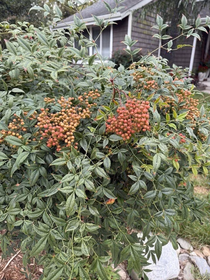 Loại cây này có lá và quả nhỏ khá lạ mắt. Ảnh: FB Lien Pham