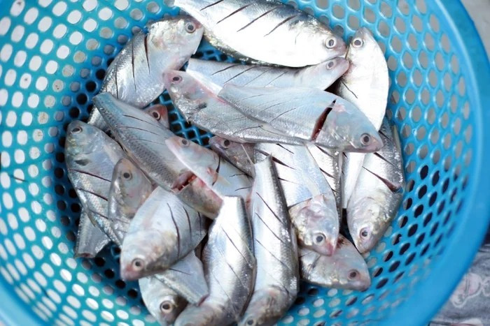Cleveland Clinic (Mỹ) - một trong những hệ thống y tế hàng đầu thế giới từng công bố danh sách những loại cá tốt nhất nên bổ sung vào thực đơn. Đáng chú ý, có 2 loại cá phổ biến ở Việt Nam, bán đầy chợ với giá khá rẻ. Ảnh minh họa