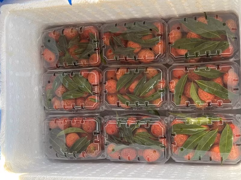 Không chỉ tiêu thụ trong nước, vải ngọc không hạt đã xuất bán những lô hàng đầu tiên đến Nhật Bản, Vương quốc Anh với mức giá gần cả triệu đồng/kg…Ảnh: Vneconomy