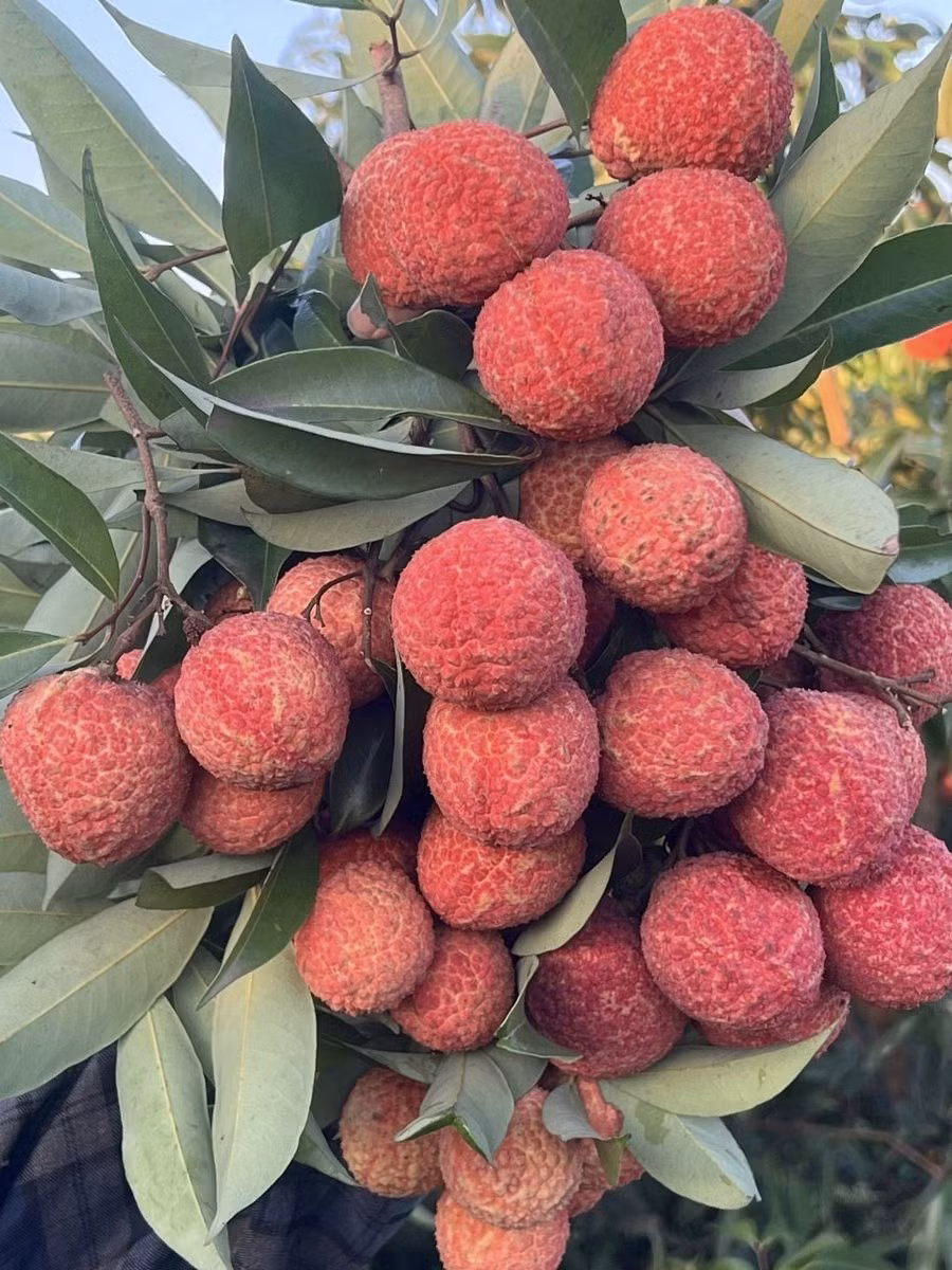 Vải ngọc được thu hoạch từ giữa tháng 6 và dự kiến đến đầu tháng 7 sẽ hết mùa. Ảnh: Vneconomy