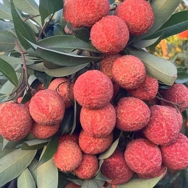 Vải ngọc không hạt đến từ nông trường Ngọc Lặc - Thanh Hóa, lần đầu ra mắt trên thị trường vào năm 2023. Ảnh: Khimfood