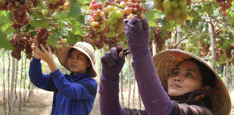Từ sáng sớm đến chiều tối, bà con miệt mài cắt tỉa, chăm sóc từng chùm quả, chuẩn bị cho vụ nho Tết. Ảnh: Nhandan