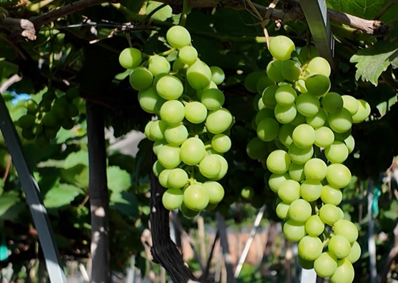 Ngoài giống nho đỏ truyền thống, năm nay nhiều giống mới như nho kẹo, Muscat Bailey, Kyoho, ngón tay đen không hạt được đưa vào sản xuất, thu hút thương lái từ nhiều tỉnh, thành khắp cả nước. Ảnh: Quangngaitv