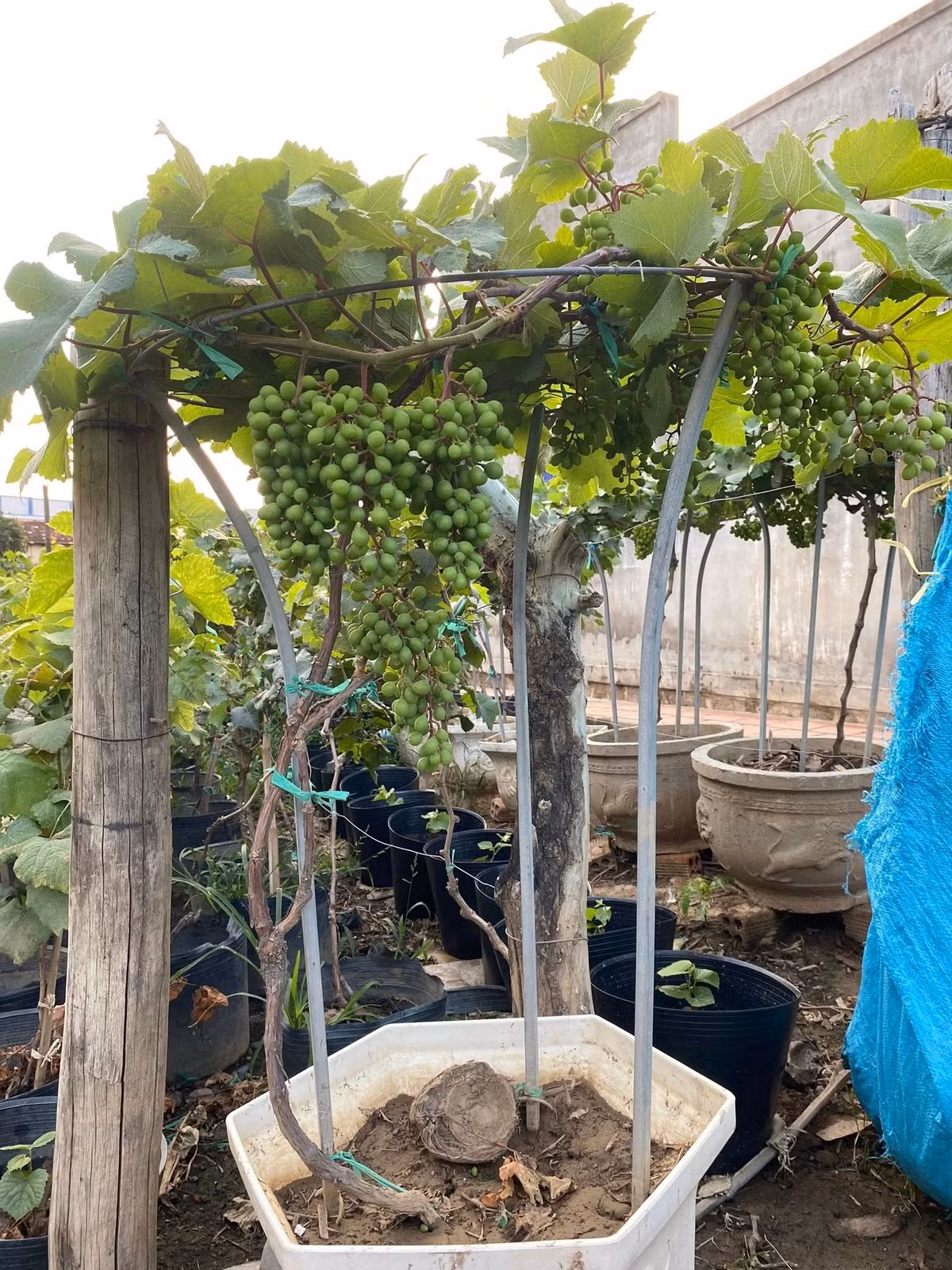 Mỗi chậu nho được chăm chút từ khâu ghép cành, tạo thế đến phân bố chùm quả sao cho hài hòa. Ảnh: Facebook