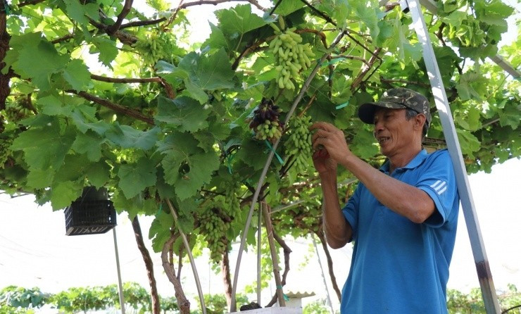 Giá nho kiểng dao động từ vài trăm nghìn đến khoảng 3,5 triệu đồng/chậu, tùy theo tuổi cây và dáng thế. Ảnh: Vietnamnet