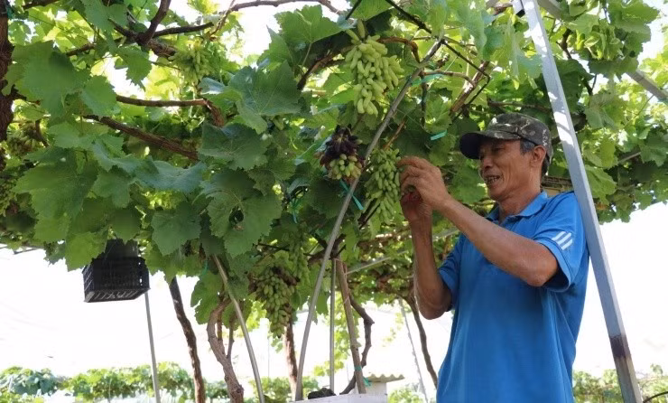 Giá nho kiểng dao động từ vài trăm nghìn đến khoảng 3,5 triệu đồng/chậu, tùy theo tuổi cây và dáng thế. Ảnh: Vietnamnet