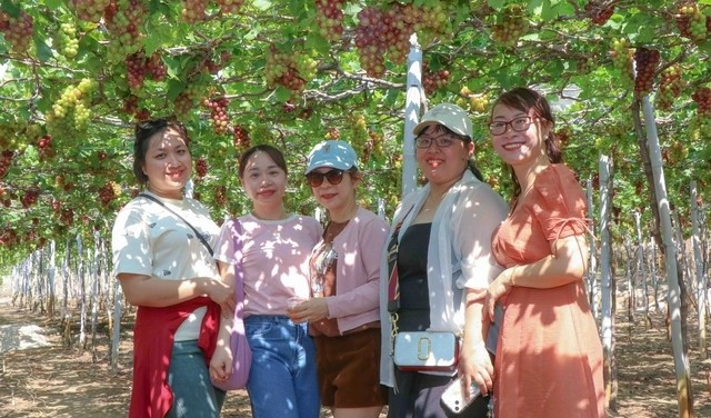 Những chùm nho quả to đều, vỏ căng bóng, không hạt, vị ngọt đậm treo lấp lánh dưới nắng sớm khiến cả khu vườn thêm rộn ràng. Ảnh: Suckhoedoisong