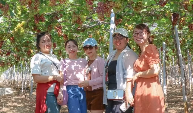 Những chùm nho quả to đều, vỏ căng bóng, không hạt, vị ngọt đậm treo lấp lánh dưới nắng sớm khiến cả khu vườn thêm rộn ràng. Ảnh: Suckhoedoisong