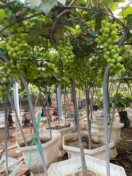 Tùy theo độ tuổi và chủng loại, mỗi chậu nho cao khoảng 60 - 180 cm, có thể cho tới 25 chùm quả. Ảnh: Facebook