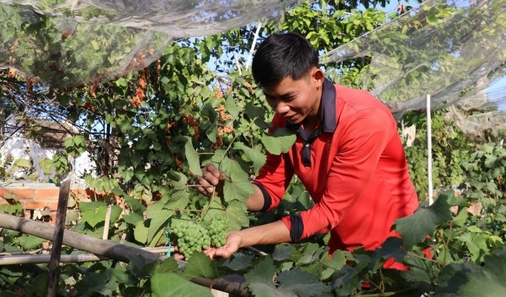 Nho cảnh được tạo dáng đa dạng như vòng tròn một tầng, ba tầng, dáng trực hay những gốc nho bonsai nhiều năm tuổi mang vẻ đẹp tự nhiên. Ảnh: Vietnamnet