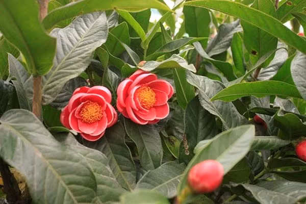 Đặc biệt sau mùa hoa, cây có thể kết những quả nhỏ, tượng trưng cho thành quả và “trái ngọt” sau quá trình nỗ lực. Điều này càng làm tăng thêm ý nghĩa phong thủy, khiến hải đường còn đại diện cho sự phát triển bền vững và cuộc sống ngày càng khởi sắc. Ảnh: Internet