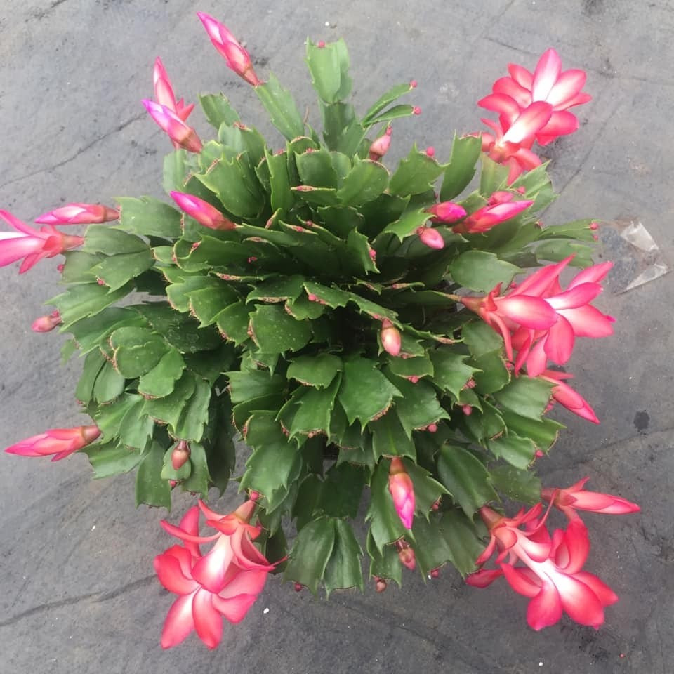 Hoa lan càng cua thường nở thành chùm nhỏ, màu sắc nhẹ nhàng như hồng, tím nhạt hoặc trắng, mang vẻ đẹp tinh tế và gần gũi. Ảnh: Caycanhnoithat