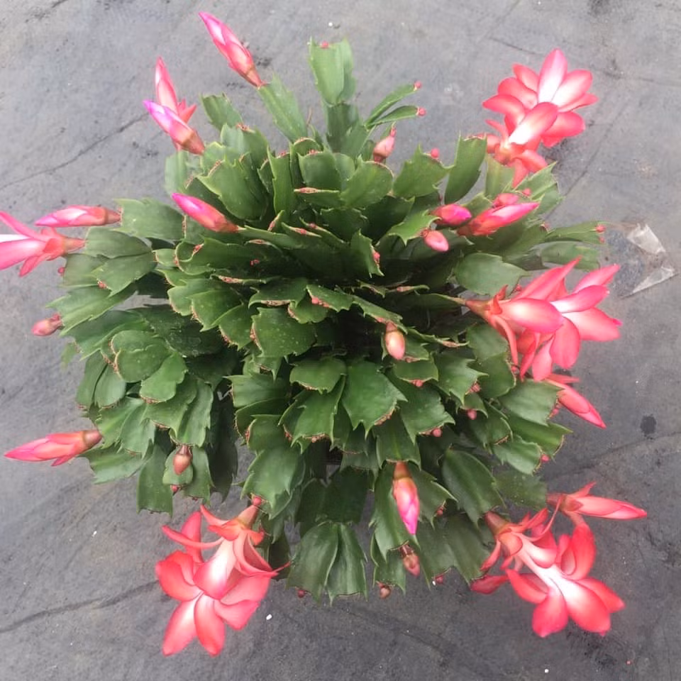 Hoa lan càng cua thường nở thành chùm nhỏ, màu sắc nhẹ nhàng như hồng, tím nhạt hoặc trắng, mang vẻ đẹp tinh tế và gần gũi. Ảnh: Caycanhnoithat