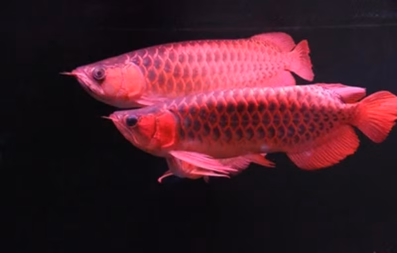 Vào thập niên 1980, cá rồng xuất hiện ở Đài Loan và mọi người ở khắp châu Á đều muốn có một con cho riêng mình. Ảnh: Shutterstock