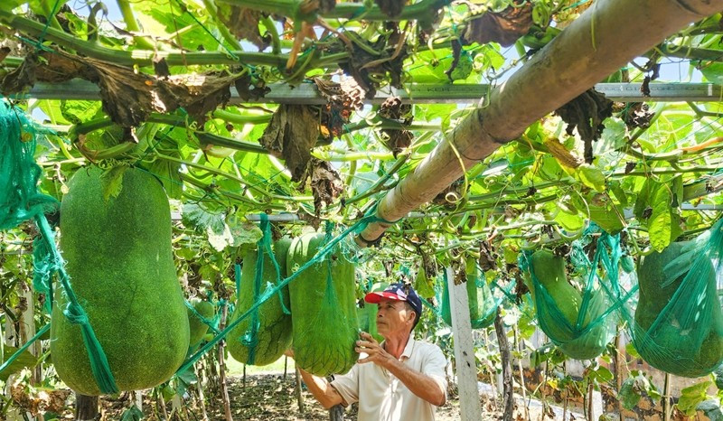 Thôn Chánh Trạch 2 (trước kia thuộc xã Mỹ Thọ, huyện Phù Mỹ, tỉnh Bình Định) nay là tỉnh Gia Lai, nổi tiếng với việc trồng bí đao khổng lồ, nặng hàng chục kg. Ảnh: Tiền phong