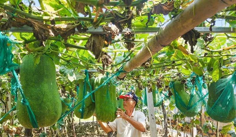 Thôn Chánh Trạch 2 (trước kia thuộc xã Mỹ Thọ, huyện Phù Mỹ, tỉnh Bình Định) nay là tỉnh Gia Lai, nổi tiếng với việc trồng bí đao khổng lồ, nặng hàng chục kg. Ảnh: Tiền phong