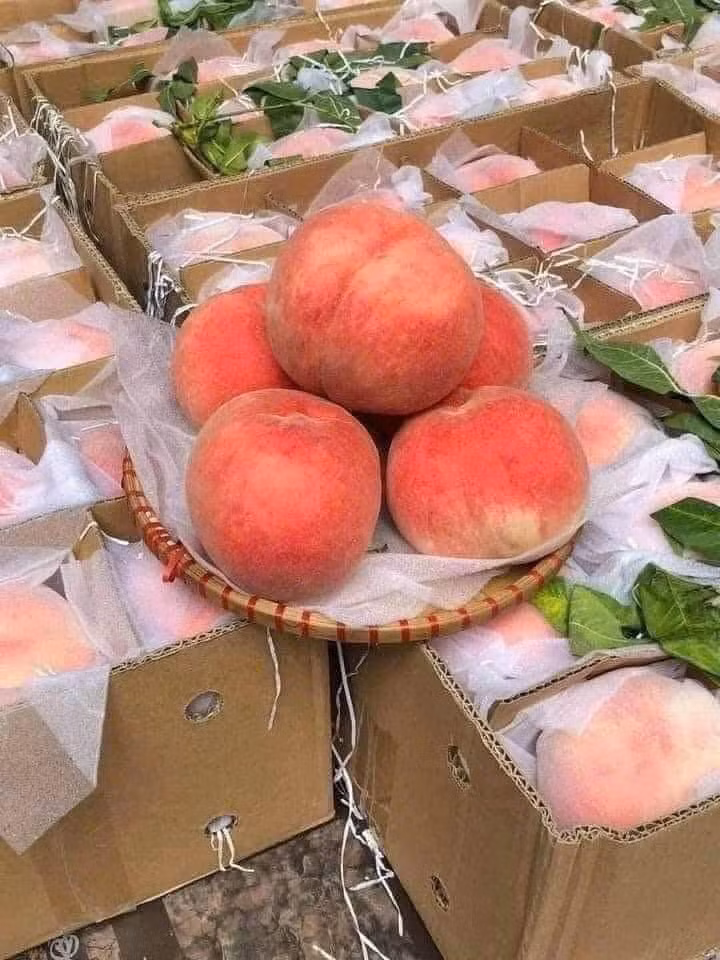 So với mọi năm, đào tiên Bắc Kinh đang rẻ hơn. Cách đây khoảng 2 năm, loại đào này khoảng 165.000-200.000 đồng/kg, tương đương 55.000 - 70.000 đồng một quả. Ảnh: Facebook