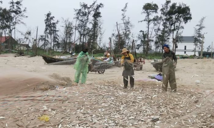 Tranh thủ thời tiết thuận lợi, nhiều tàu xuất bến ra khơi từ khoảng 3 giờ sáng. Đến khoảng 10 giờ cùng ngày, các tàu lần lượt cập bờ sau nhiều giờ đánh bắt. Ảnh: Vietnamnet