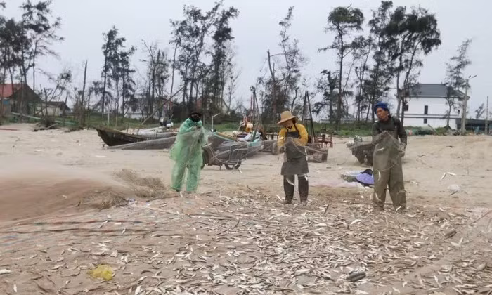 Tranh thủ thời tiết thuận lợi, nhiều tàu xuất bến ra khơi từ khoảng 3 giờ sáng. Đến khoảng 10 giờ cùng ngày, các tàu lần lượt cập bờ sau nhiều giờ đánh bắt. Ảnh: Vietnamnet