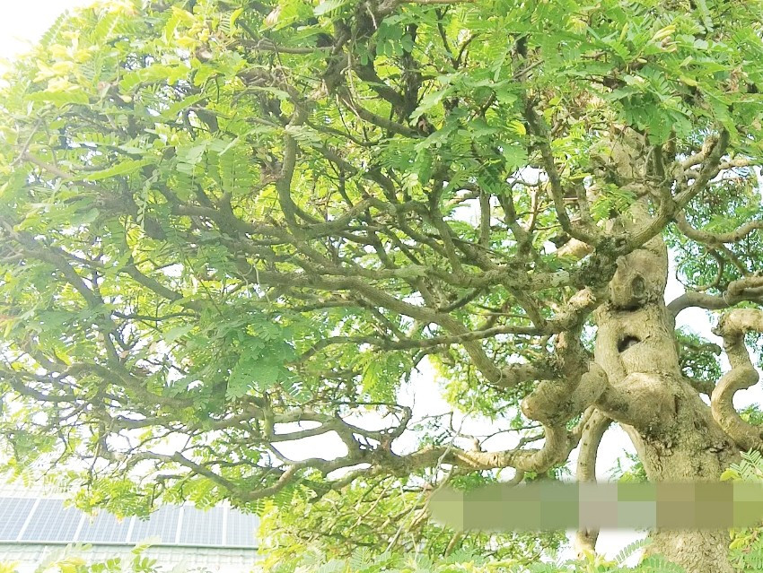 Một nhánh nhỏ của cây me. Ảnh: Dân Việt