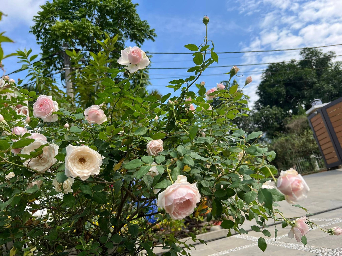 Trong đó, hoa hồng nổi bật và chiếm số lượng nhiều nhất. Ảnh: FB Dang Diem Quynh