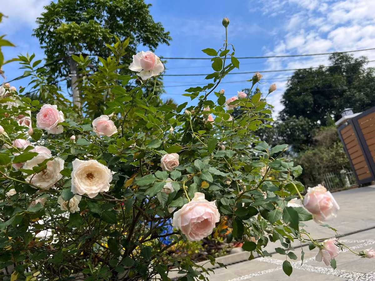 Trong đó, hoa hồng nổi bật và chiếm số lượng nhiều nhất. Ảnh: FB Dang Diem Quynh