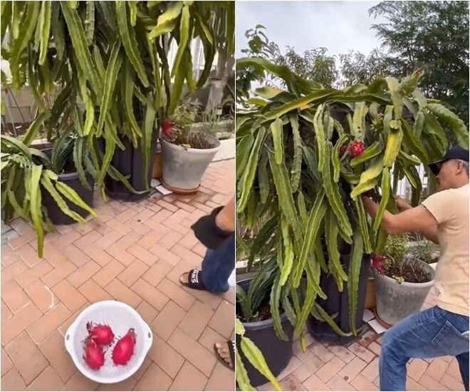 Thanh long chín đỏ được ông xã danh ca Hương Lan hái xuống, xếp gọn trong rổ. Ảnh: FB Hương Lan