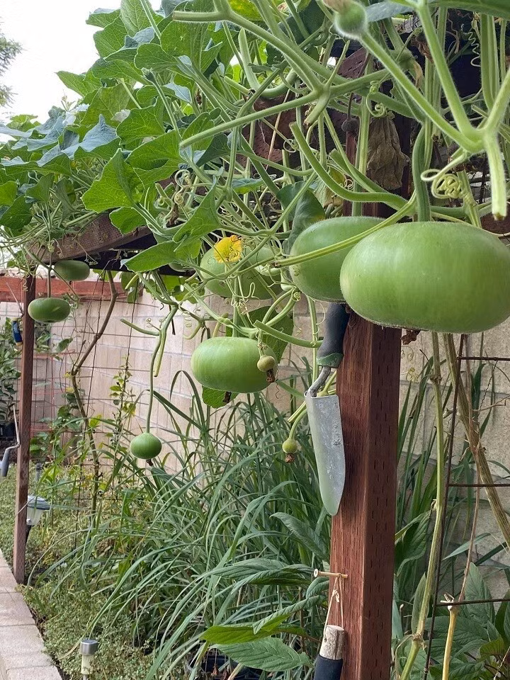 Trên giàn này, vợ chồng danh ca Hương Lan còn trồng nhiều loại bầu bí khác. Ảnh: FB Hương Lan