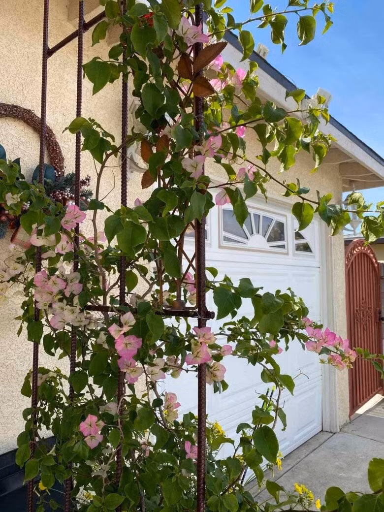 Bên cạnh rau quả, khu vườn còn có nhiều hoa. Cổng ra vào nổi bật với giàn hoa giấy hồng phớt uốn lượn quanh khung sắt. Ảnh: FB Hương Lan