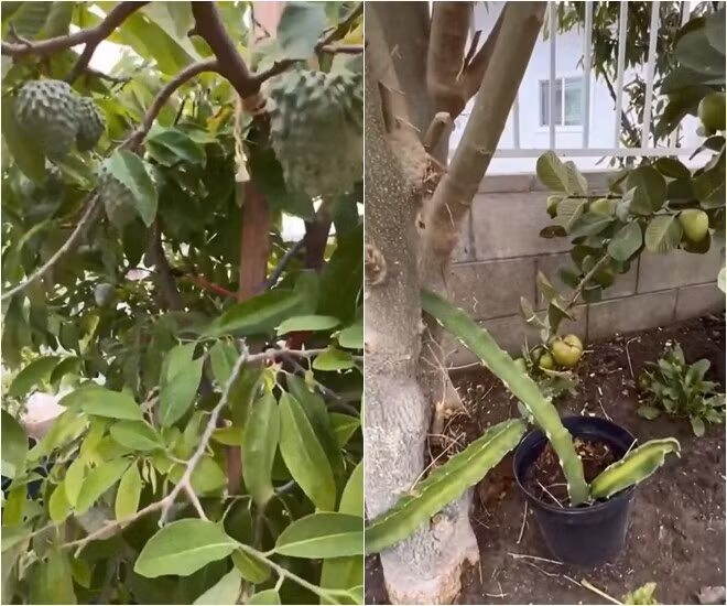 Cây mãng cầu, cây ổi tốt um ở một góc vườn. Ảnh: FB Hương Lan