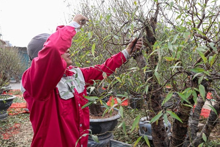 Nếu tuốt lá đào sớm, hoa sẽ nở trước Tết, tuốt muộn, hoa sẽ nở sau Tết. Ảnh: Đại đoàn kết