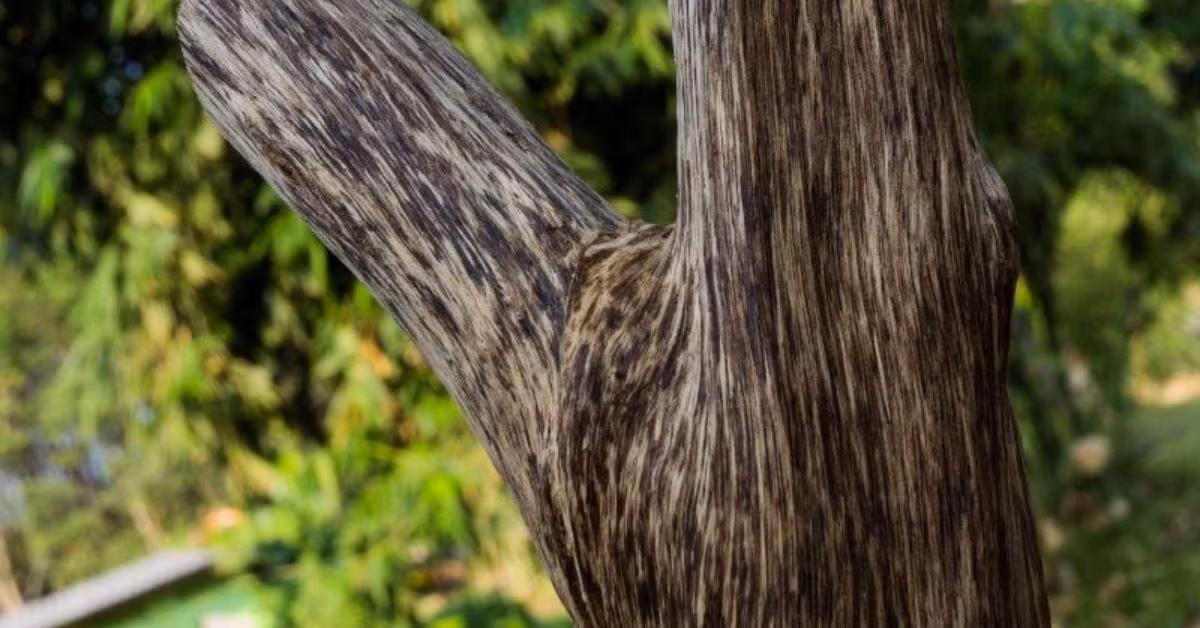 Độ cao lý tưởng để cây dó bầu phát triển trầm hương thường dao động từ vài mét đến khoảng 1.000m so với mực nước biển, trong đó 500m được xem là điều kiện tối ưu. Ảnh: Internet