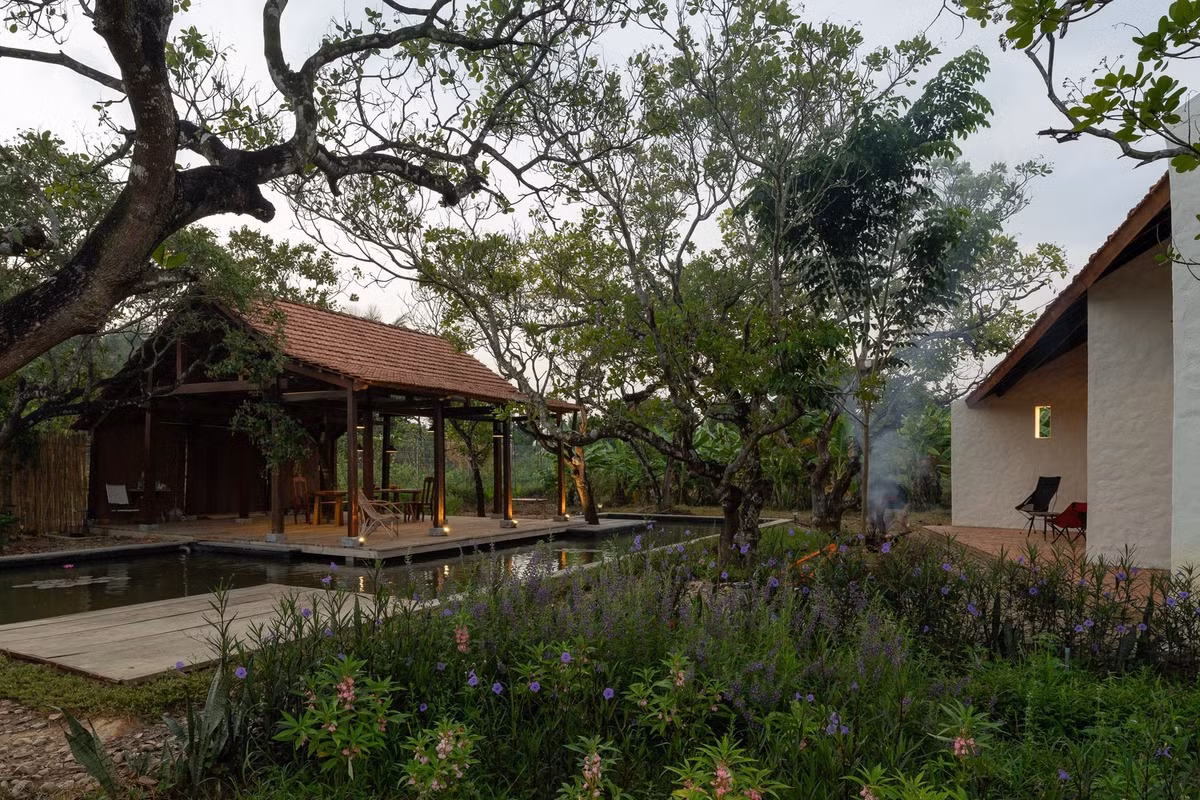 Trước khi xây dựng, khu đất rộng 1000m2 có 26 cây điều trưởng thành. Yêu cầu đối với kiến trúc sư là bảo tồn mọi cây, tránh làm xáo trộn hệ thống rễ và xây dựng với tác động tối thiểu đến cảnh quan hiện có. Ảnh: Quang Dam