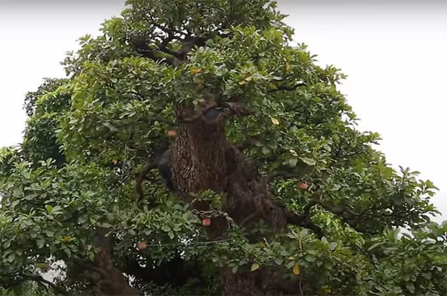 Tán cây lộc vừng đều, rất đẹp. Ảnh: Anninhthudo