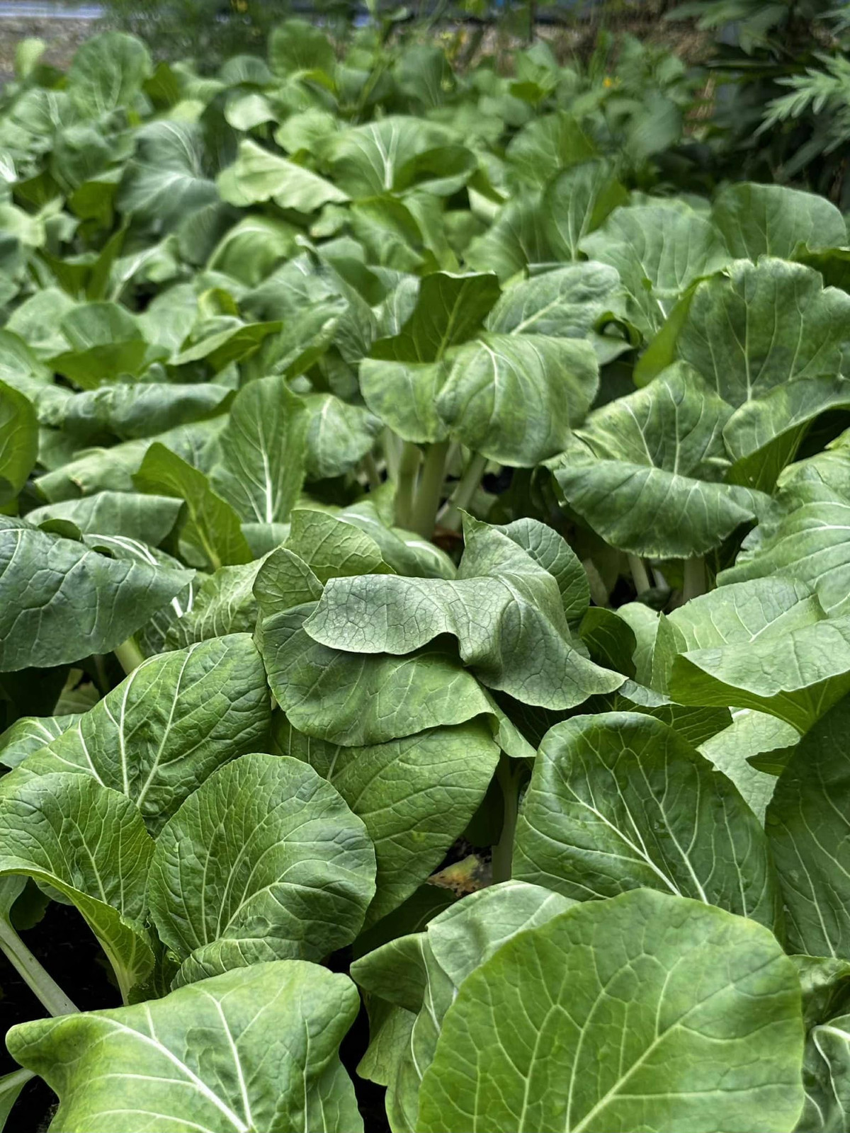 Trên trang cá nhân, Việt Trinh chia sẻ cuộc sống thường nhật, sáng sớm hái rau, chăm ớt...Ảnh: FB Trần Việt Trinh