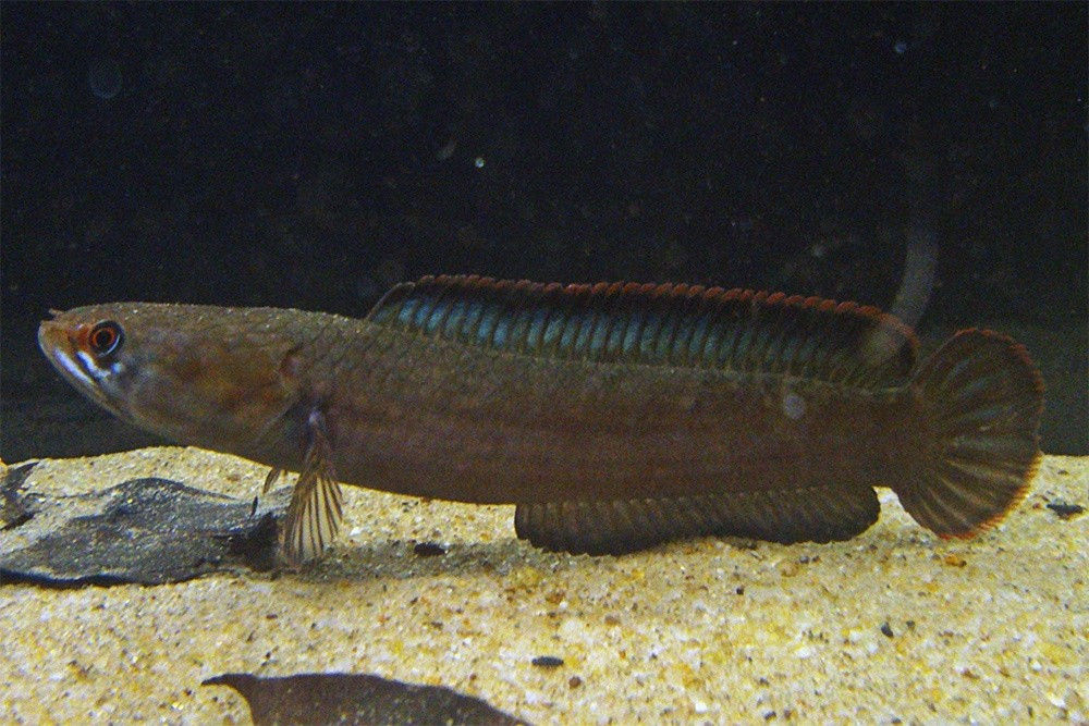 Với cư dân khu vực núi Cấm, cá chành dục là "lộc trời ban" giúp nhiều gia đình có thêm thu nhập. Ảnh: Tepbac