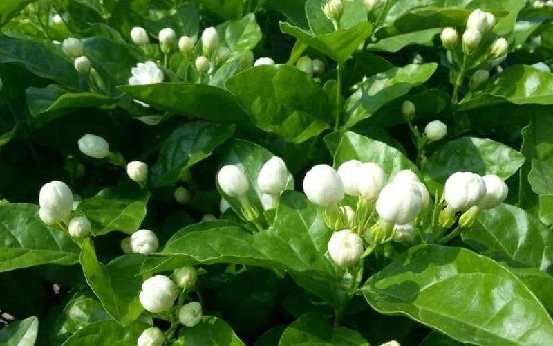 Hoa nhài có hương thơm dễ chịu, vẻ ngoài thanh khiết, nhưng trong phong thủy, hoa nhài mang lại năng lượng tiêu cực, ảnh hưởng đến tinh thần. Ảnh: Internet