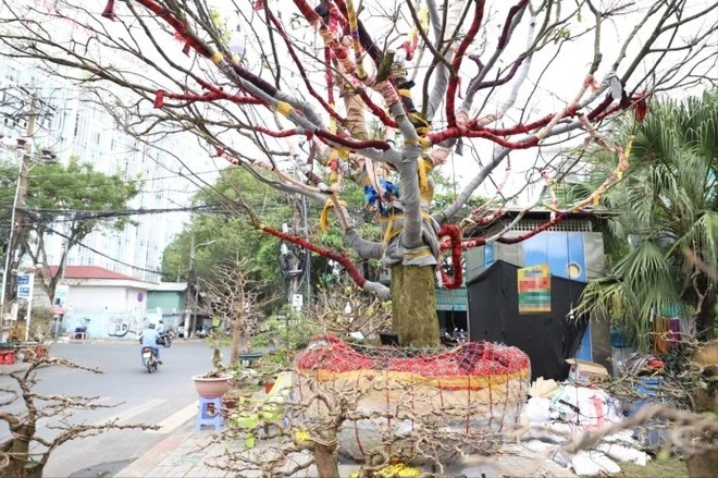 Cây mai hoàn toàn nguyên bản tự nhiên, không cắt ghép hay chỉnh sửa. Ảnh: Tiền phong