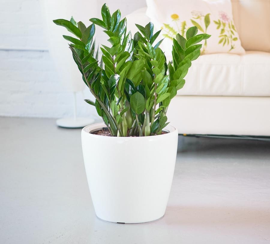 Kim tiền từ lâu đã được xem là “cây quốc dân” trong phong thủy tài lộc. Với tán lá xanh bóng, dày và mọc đối xứng, cây tượng trưng cho tiền bạc và sự phát triển bền vững. Ảnh: Cengarden