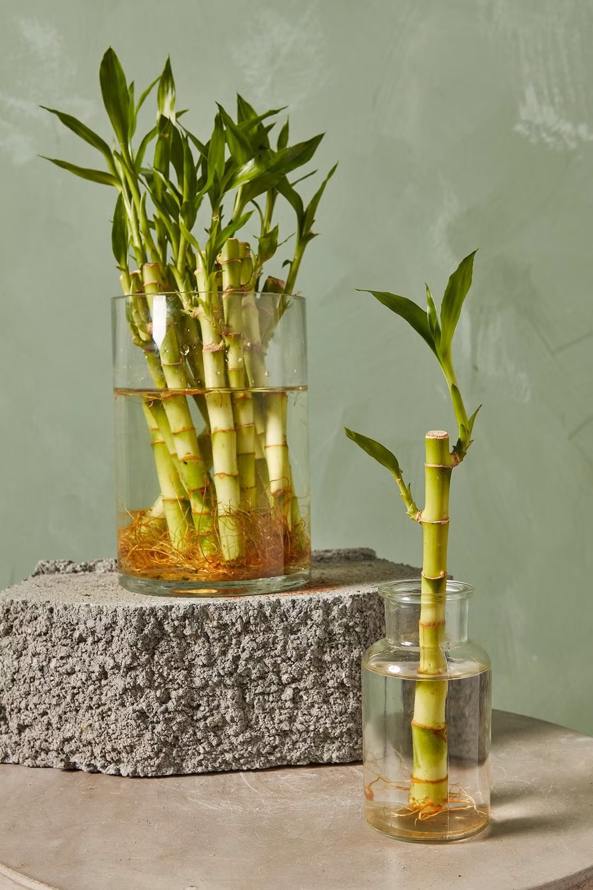 5 thân cây tượng trưng cho sự giàu có và 3 thân cây tượng trưng cho hạnh phúc. Ảnh: Internet