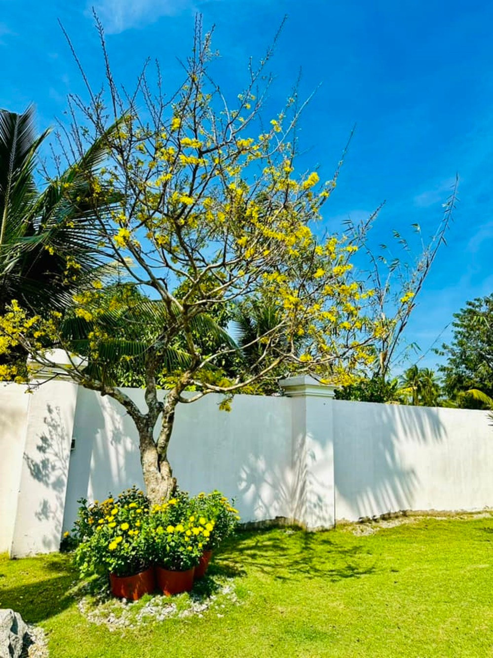 Một góc sân ngập nắng, hoa khoe sắc. Ảnh: Vietnamnet