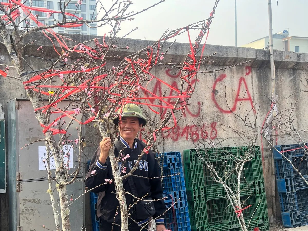 Nhiều người dân Hà Nội tranh thủ chọn những cành đào ưng ý nhất dù chưa đến Tết. Ảnh: VTV