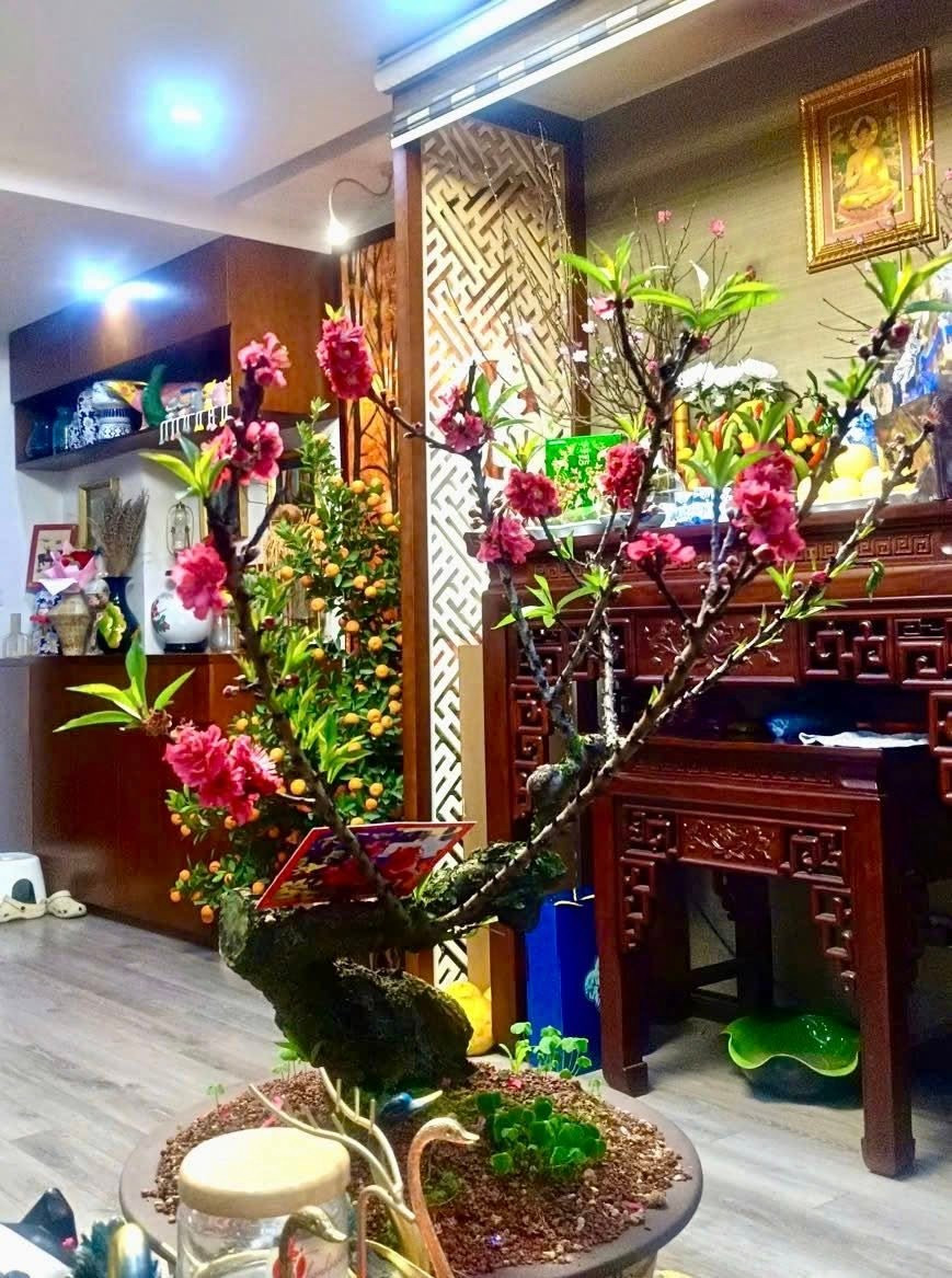 Sắc đỏ nhung rực rỡ của những bông đào thất thốn tạo điểm nhấn vương giả cho không gian phòng khách. Ảnh: FB Trang Hoàng